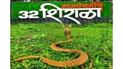 बत्तीस शिराळ्यात नाग हाताळण्यास मर्यादित परवानगी…