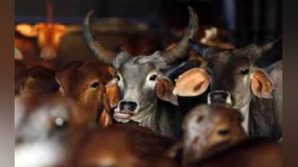 Raid on slaughterhouse in Sangamner