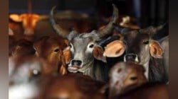संगमनेरमधील कत्तलखान्यावर छापा; १२.५ लाखांचे गोमांस जप्त