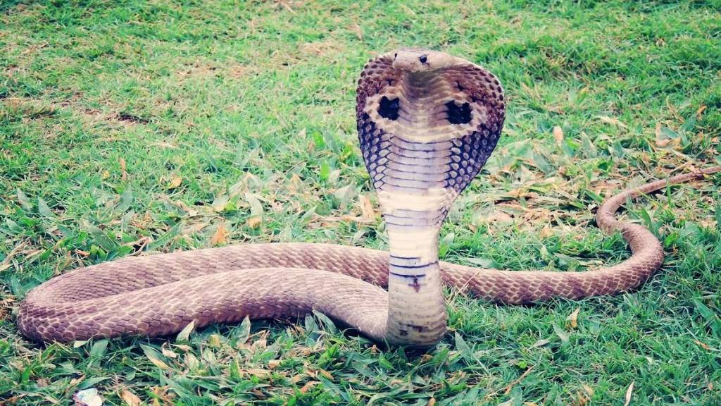 Snakes spines Surgery