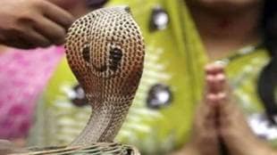 Nag Panchami celebrated with enthusiasm in Satara district
