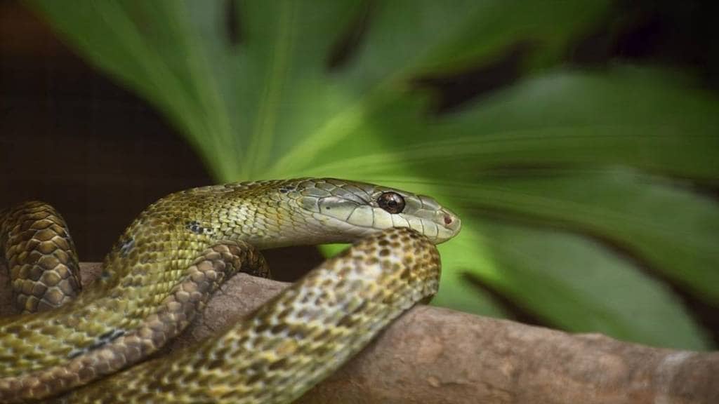 In monsoon road conditions in Shahapur taluka is poor difficulty to reach health center in case of snakebite