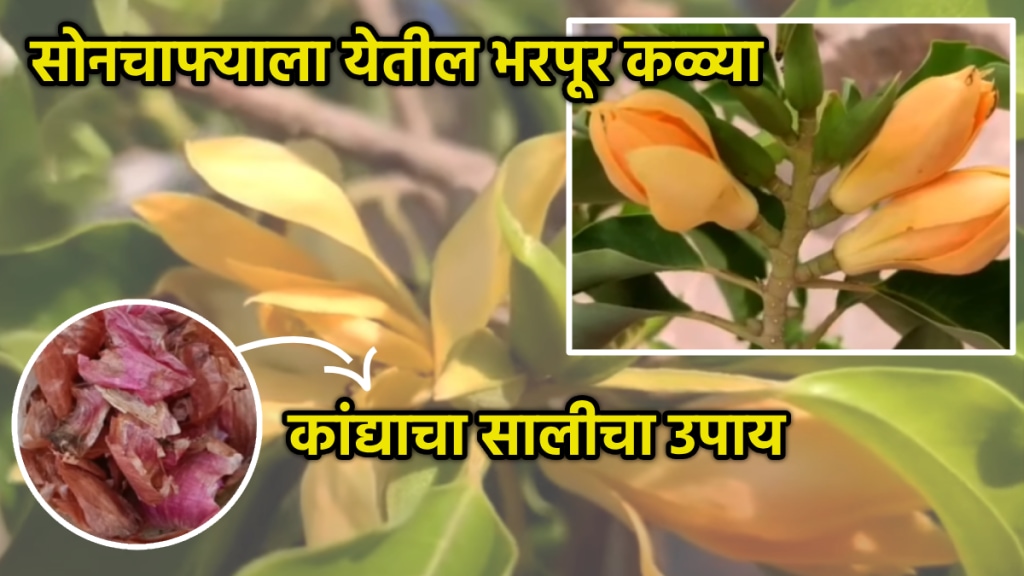 Sonchafa fertilizer sonchafa khat for growing flowers Champaca gardening tips with onion peel video