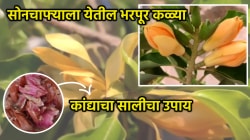 सोनचाफ्याला येतील भरपूर कळ्या! कांद्याच्या सालीसोबत द्या फक्त ‘ही’ एक गोष्ट, १० दिवसात सोनचाफा कळ्या फुलांनी भरून जाईल
