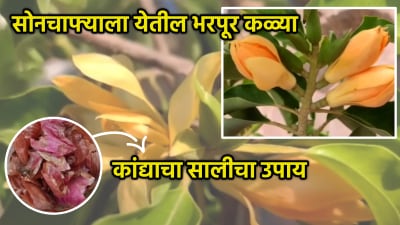 सोनचाफ्याला येतील भरपूर कळ्या! कांद्याच्या सालीसोबत द्या ही गोष्ट, १० दिवसात होईल कमाल