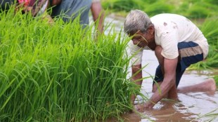 72 percent sowing of Kharif in Ahilyanagar district
