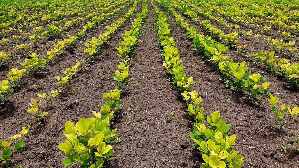 Soybean crop in crisis in Jalgaon