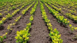 Soybean crop in crisis in Jalgaon