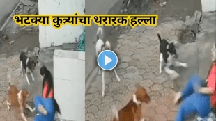 stray dogs attack college girl