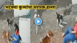 भयंकर! भटक्या कुत्र्यांच्या टोळीने केला तरुणीवर केला जीवघेणा हल्ला; खाली पाडले अन्…..काळजाचा थरकाप उडवणारा Video Viral