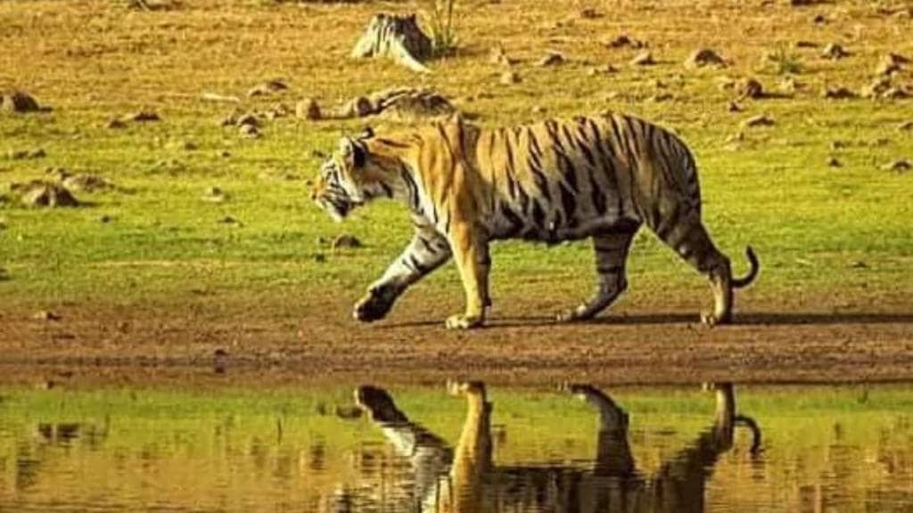 Satkosia Tiger Reserve news in marathi