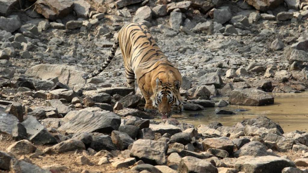 Sahyadri Tiger Reserve news in marathi