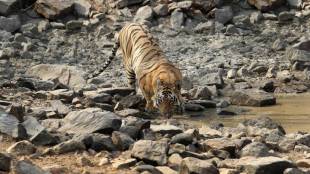 Sahyadri Tiger Reserve news in marathi