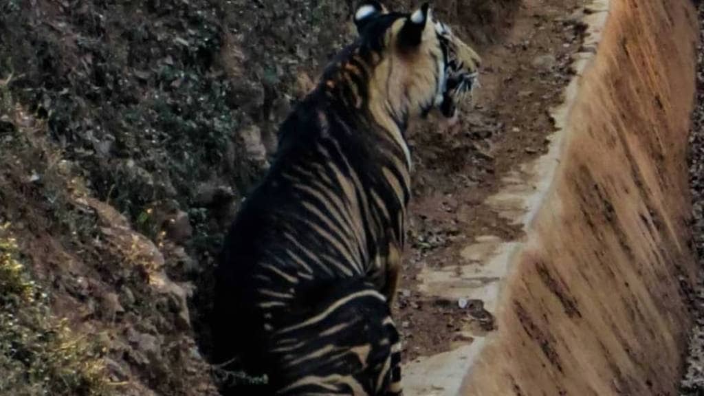 आंतरराष्ट्रीय व्याघ्र दिन; इथे आढळतात दुर्मिळ काळे वाघ !