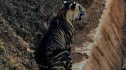 आंतरराष्ट्रीय व्याघ्र दिन; इथे आढळतात दुर्मिळ काळे वाघ !