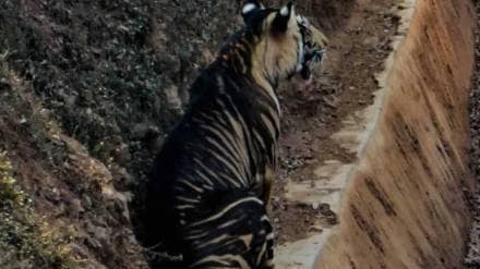 आंतरराष्ट्रीय व्याघ्र दिन; इथे आढळतात दुर्मिळ काळे वाघ !