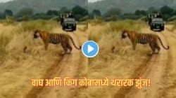 वाघ आणि कोब्रा समोरासमोर; पर्यटकांच्या गाडीसमोरच सुरू झाला मृत्यूचा थरार, शेवटी झालं असं काही की…” VIDEO व्हायरल