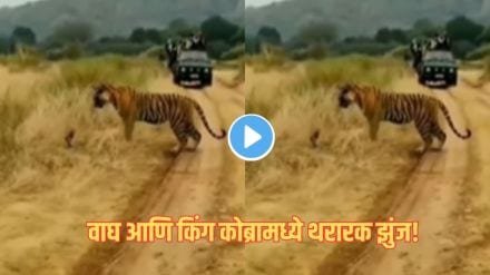tiger cobra fight in jungle