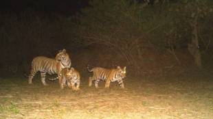 yavatmal tigress six cubs