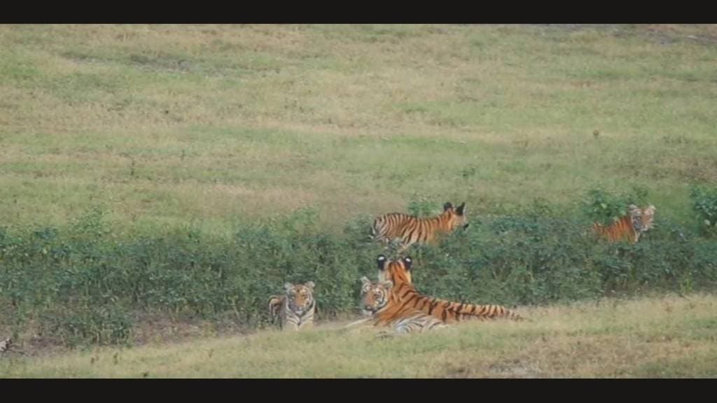 "F-2" tigress cubs from Umred-Kahadla Sanctuary
