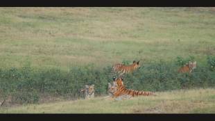 "F-2" tigress cubs from Umred-Kahadla Sanctuary