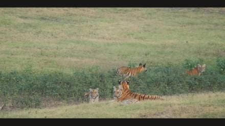 "F-2" tigress cubs from Umred-Kahadla Sanctuary