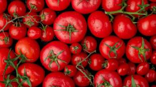 Tomatoes become expensive due to rain What is the price of one kg of tomatoes