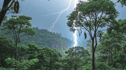 320 million trees are killed by lightning