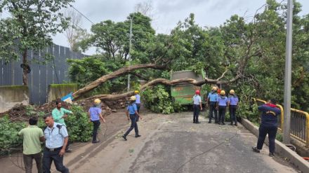 tree falls on pmpml bus in pimpri chinchwad no injuries reported