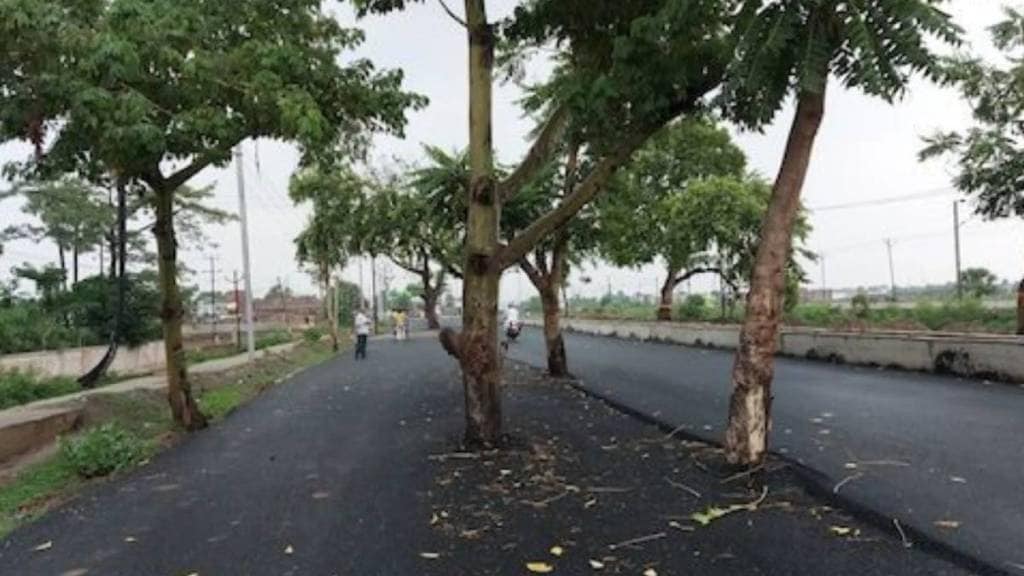 trees standing tall in middle of road