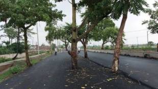 trees standing tall in middle of road