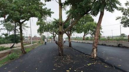 trees standing tall in middle of road