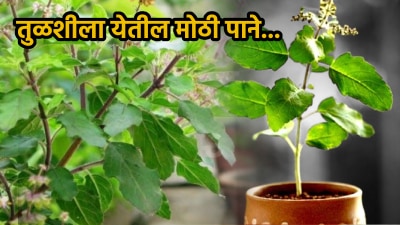 तुळशीला मोठी पाने येण्यासाठी करा फक्त १ रुपयात जुगाड, पानांनी भरून जाईल तुळस
