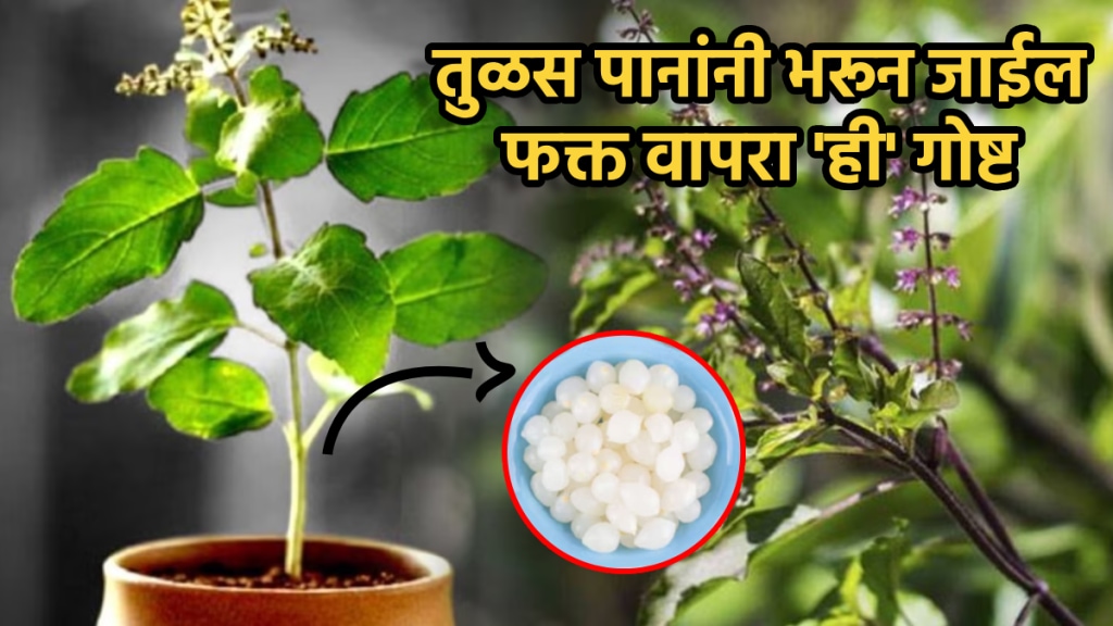 Tulsi leaves big solution tulsi khat at home camphor water for tulsi leaves
