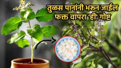तुळशीला येतील मोठी पाने! फक्त १ रुपयात करा जुगाड, तुळस पानांनी भरून जाईल