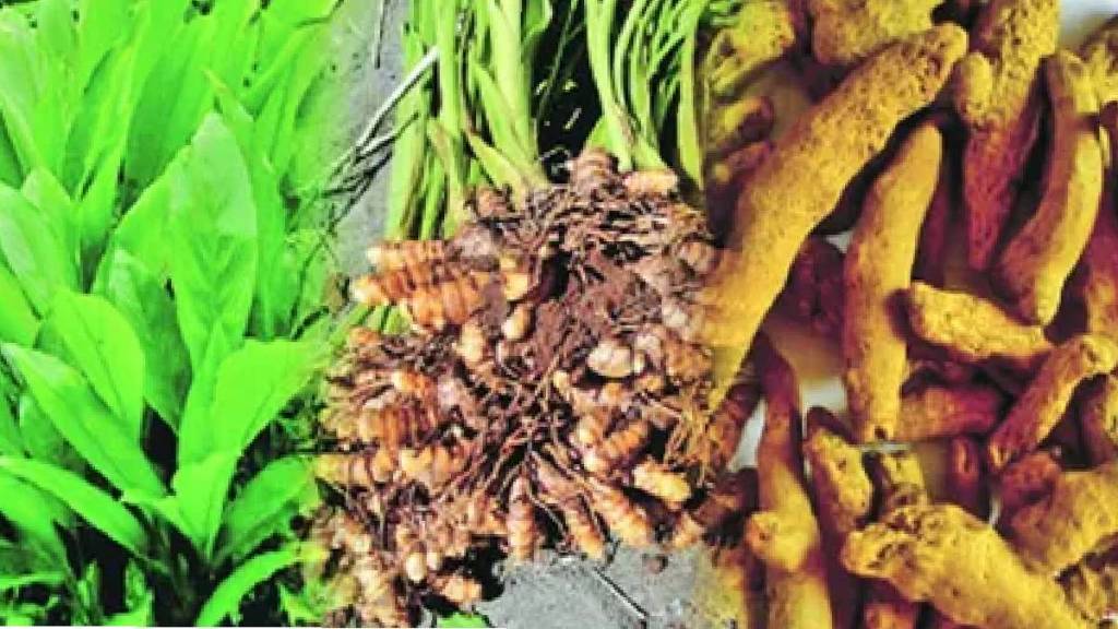 There are indications that turmeric cultivation has increased by at least 20 to 25 percent