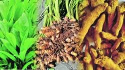 सांगली कृषी निर्यातीचे हब होणार? अपेडा, मित्रा आणि जिल्हाधिकारी कार्यालयाने घेतला पुढाकार