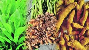 There are indications that turmeric cultivation has increased by at least 20 to 25 percent
