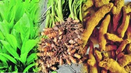 APEDA and MITrA explore export infrastructure for processed agri products in Sangli