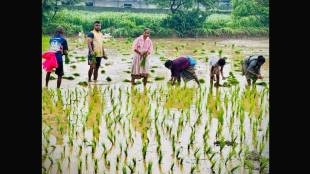Rice cultivation work in Vasai is gaining momentum, rice has been cultivated in 2800 hectares of land so far