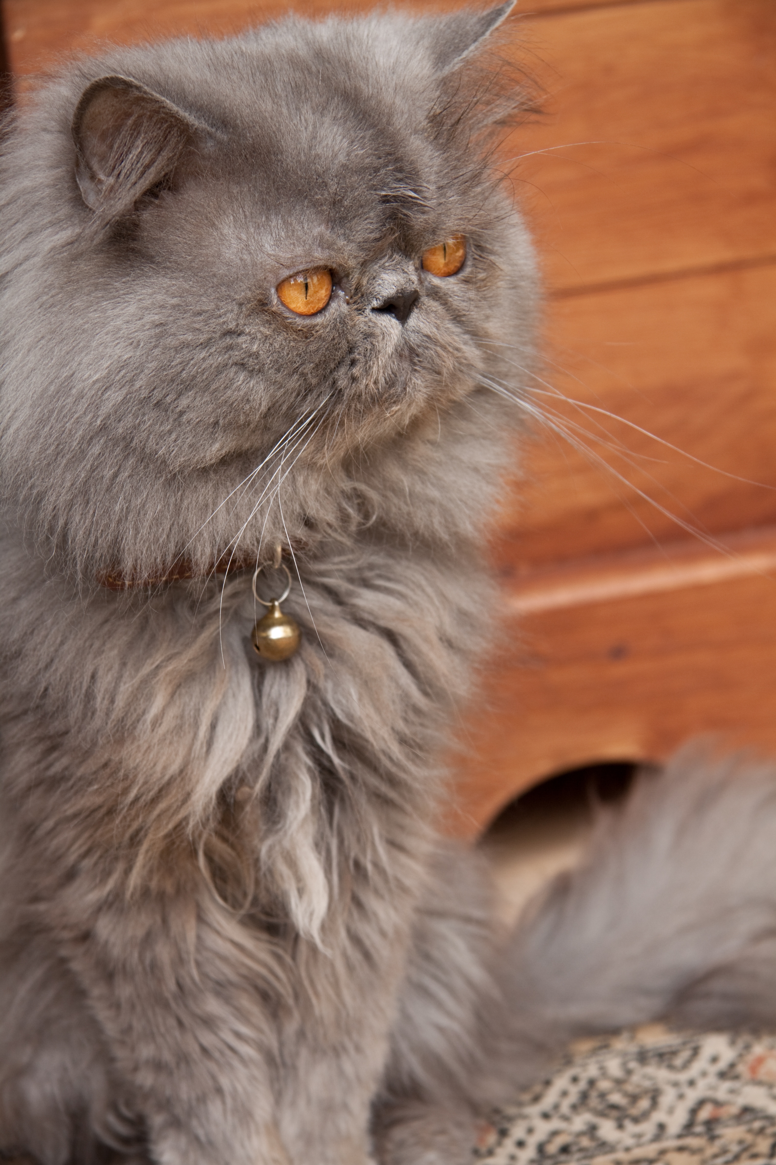 Persian cats are beautiful and gentle