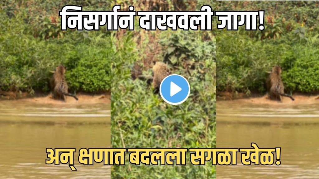 Jaguar Attacks Crocodile