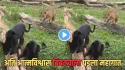 हुशारीने खेळ मांडला खरा; पण… बिबट्या काळी मांजर समजून गेला शिकार करायला अन् बिबट्याचाच झाला मोठा गेम, असं काय झालं, पाहा Video