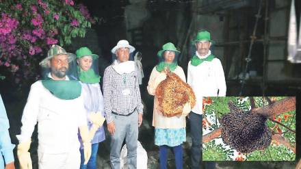 loksatta viva  Reshma Mane Environmental Studies Curiosity about Nature Bee