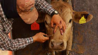 Dangers of New World Screwworms 