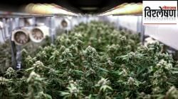 Hydro Ganja म्हणजे काय? गांजाचा हा नवीन प्रकार महाराष्ट्रासाठी का ठरतोय डोकेदुखी? मुख्यमंत्री देवेंद्र फडणवीस याविषयी काय म्हणाले?