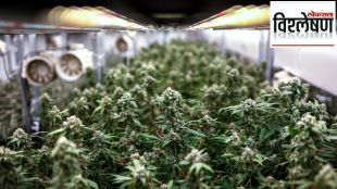 what is hydro ganja devendra fadanvis