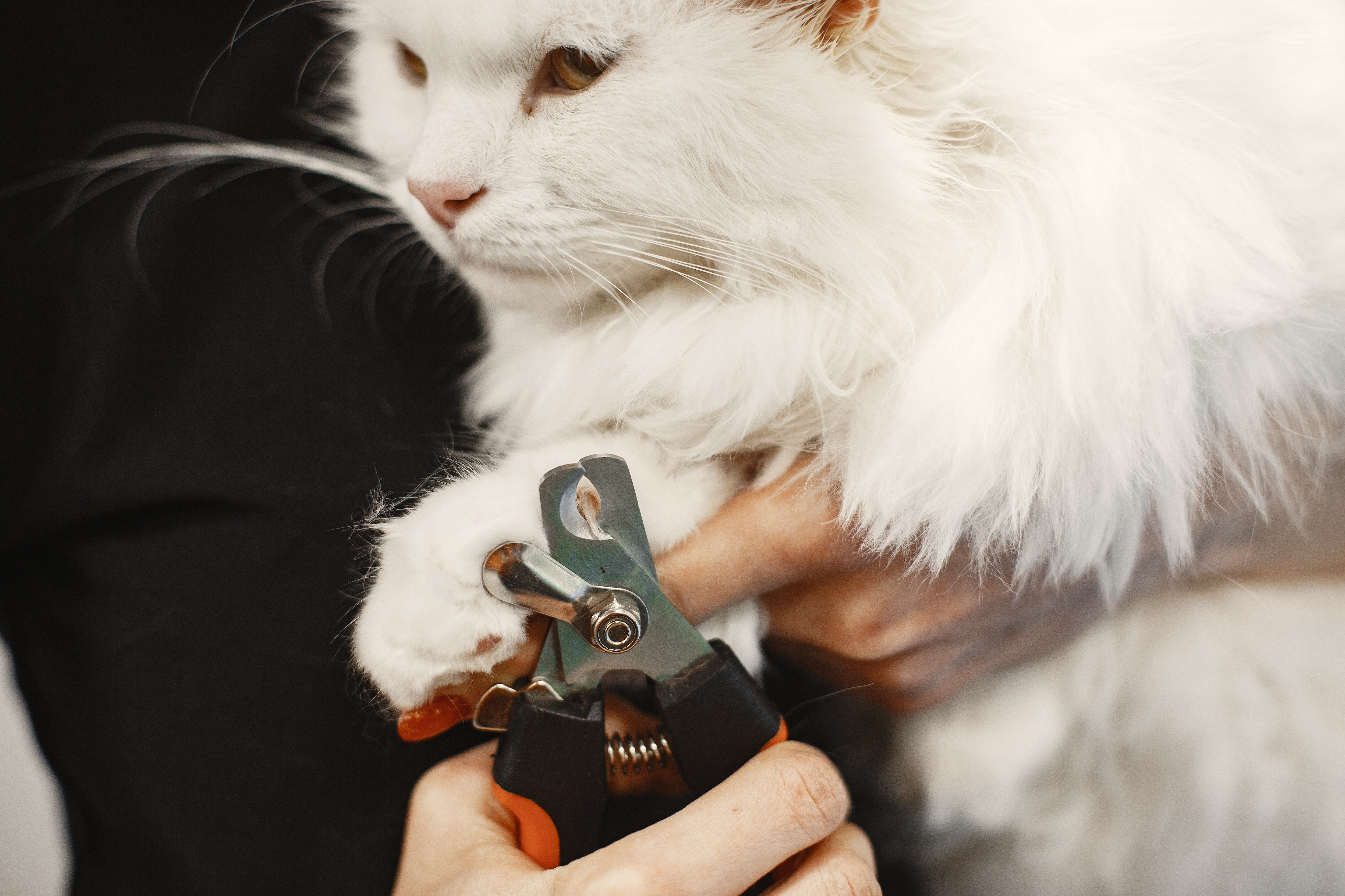 Persian cats are beautiful and gentle