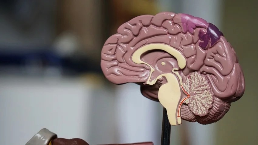 superfoods for brain power