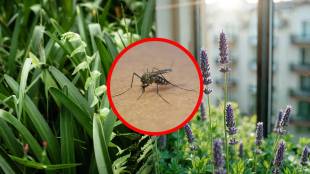 5 plants that naturally repel mosquitoes